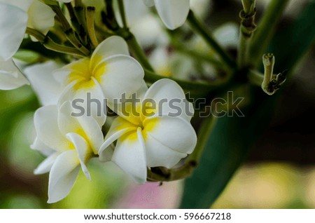White Plumeria flowers