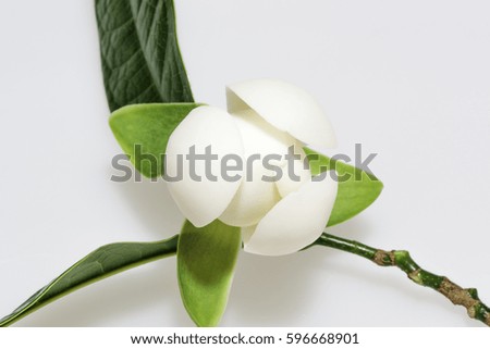 Closeup Magnolia flower on isolated background.