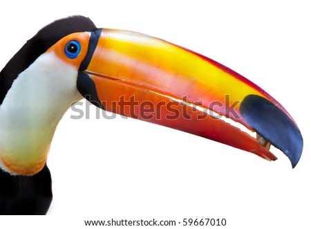 Colorful Caribbean Toucan with large orange beak