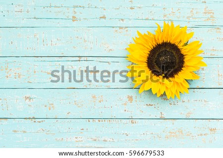 Beautiful yellow sunflower blossom on blue wood background as floral Greeting or Gift Card.