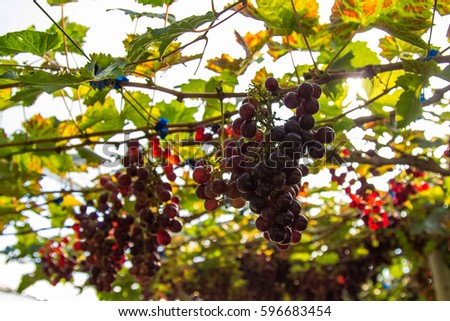 Ripe grape growing at wine fields. Natural grapevine in vineyard, Post havest