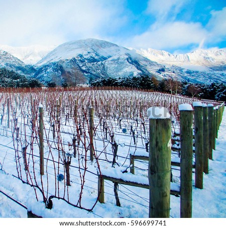 Image of a vineyard at the foot of a steep hill covered in snow, with the mountains of the Southern Alps in the background. Taken in Wanaka, Otago, New Zealand in mid winter.
