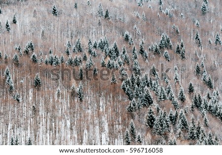 scenic image of late winter forest landscape