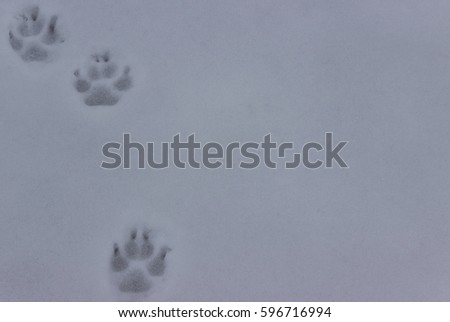 The animal tracks in the snow. winter background texture. world wildlife day