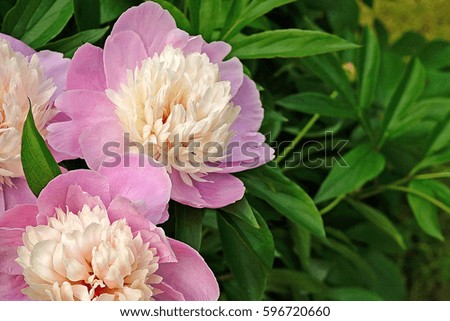 Peony pink large on a background of green foliage