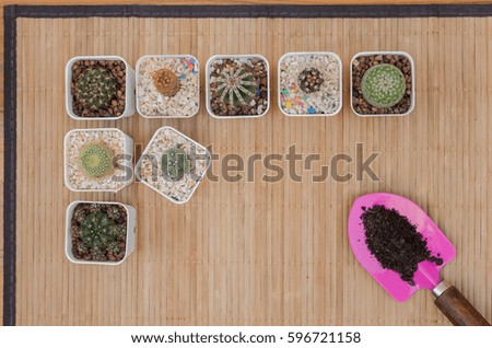 Cactus on wooden floor (Top View)