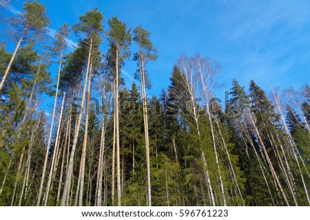 Pine, Spruce and Birch mixed forest in winter on a blue sky background. Sunny day in the woods of Russia. Flora and wild authentic nature of Eastern Europe