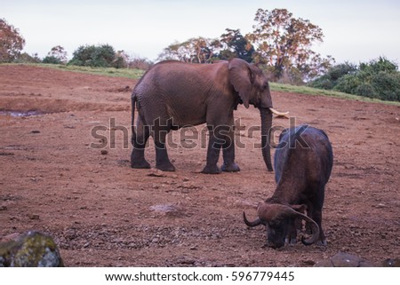 Buffalo and elephant