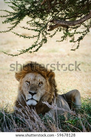 Portrait of a lion. The lonely lion hides in a shade of an acacia from the midday sun