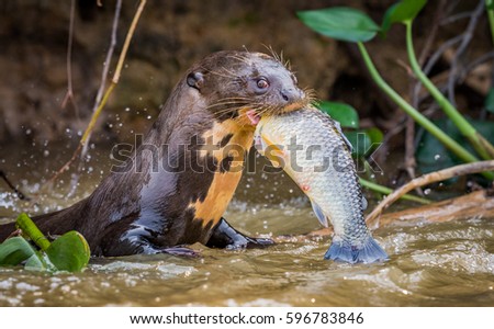 Giant river otter chews on his recent fish catch