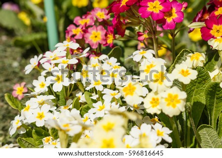 Primrose or primula in the spring garden.  Purple, pink, yellow, white primroses in spring garden