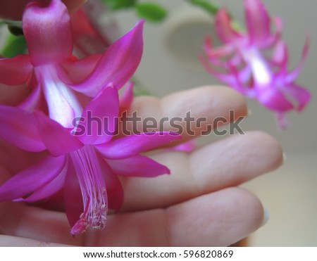 Zygocactus truncatus, Schlumbergera. Pink flower on the hand. Closeup. save the earth day