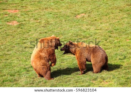Bears fighting (Ursus arctos) in north Spain