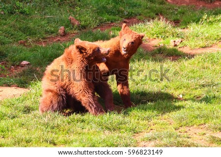 Bear cubs playing to fight (Ursus arctos) in north Spain