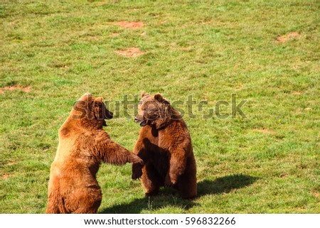 Bears fighting (Ursus arctos) in north Spain