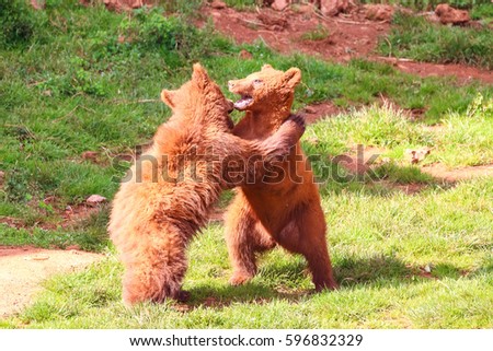 Bear cubs playing to fight (Ursus arctos) in north Spain