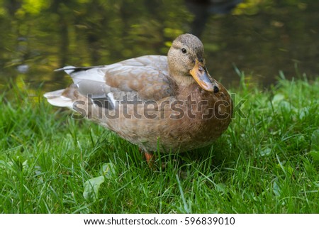 Female Duck In Grass In Front Of Water