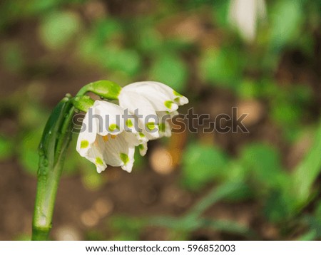 Amazing spring flowers background focused on Snowdrops, with rain drops, in the morning sunlight.
The perfect image for spring background, forest, field of flowers or nature landscape, etc. 