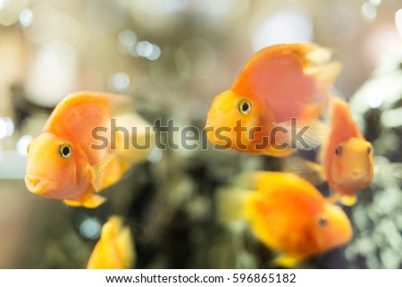 Group of gold fish in the water.