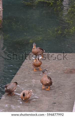Photo Picture of a Beautiful Water Bird Duck