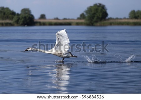 White swan in Danube Delta from Romania.