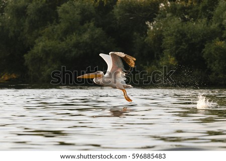 Pelican from Danube Delta,Romania.