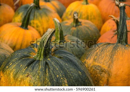 Multiple pumpkins pictured from the side.