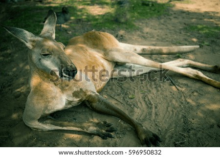 Red Kangaroo resting in the afternoon shade