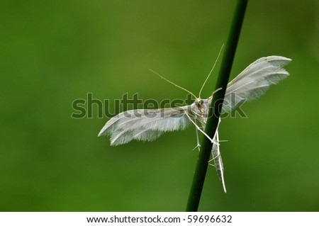 Close up pictures of White Plume Moth on green background