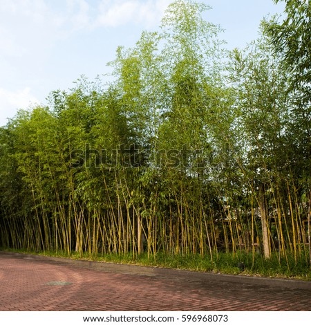 fresh green bamboo  on a clear blue sky background. 