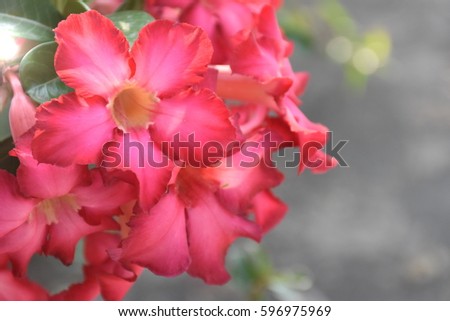 Desert Rose; Impala Lily; Mock Azalea with sunlight and bokeh.