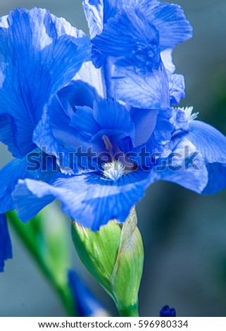 Iris flowers, Iris flowers. It takes its name from the Greek word for rainbow, which is also the name for the Greek goddess of the rainbow, the Iris