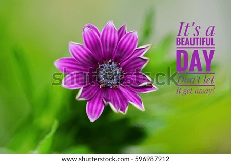 Purple flower/photo with captions