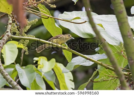 Hairy-backed Bulbul (Tricholestes criniger). Lambir Hills National Park, Sarawak, Borneo, Malaysia