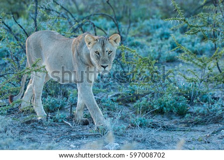 lions predatory cats etosha nationa park namibia country africa