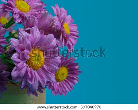 (Close up) Beautiful chrysanthemum as background picture.  (with free space for text)