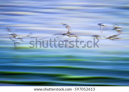 Flying birds. Motion blur background. Abstract nature photography.