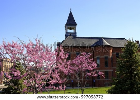 Redbud trees blooming in downtown Kansas City; spring in the Midwest
