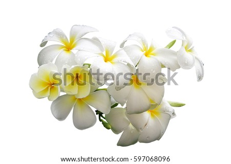 white Plumeria flower on white background