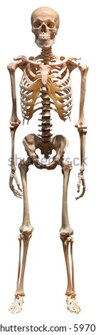 Complete skeleton of human