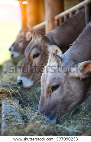 Cows on Farm race Alpine Brown eating hay in the stable of the Lombard Pre-Alps