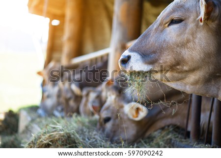 Cows on Farm race Alpine Brown eating hay in the stable of the Lombard Pre-Alps