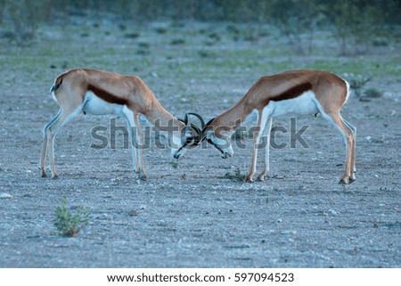 spingbook that clash for the harem domain etoshia national park namibia country africa