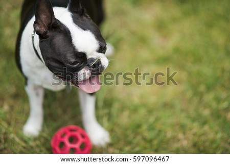 Boston Terrier 