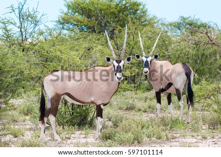 orix namibia country africa