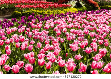 Beautiful tulip flower in the garden
