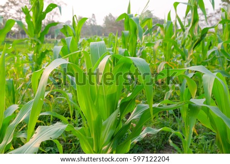A front selective focus picture of organic young corn at agriculture field 