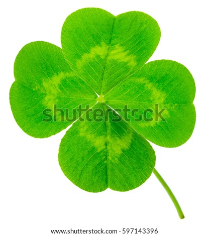St. Patrick's Day symbol. Lucky shamrock clover green heart-shaped leaves isolated on white background in 1:1 macro lens shot Royalty-Free Stock Photo #597143396