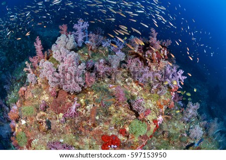 underwater s rocksea ocean reef seafan mantaray landscape background diving andamansea shark corol