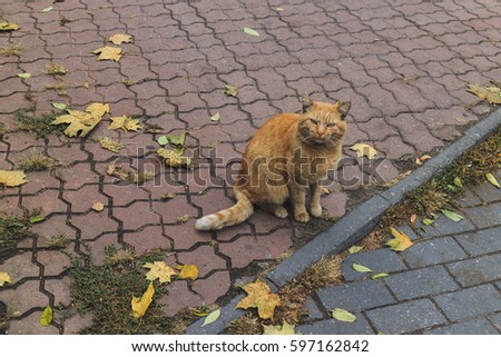 Autumn in the city. Fallen yellow leaves, beautiful city landscape. Street cat among the leaves.
